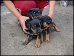 Vand 4 cateluse Rottweiler-dsc06938-jpg