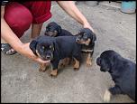 Vand 4 cateluse Rottweiler-dsc06931-jpg