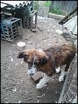 vand catea ciobanesc-img_20140920_152105-jpg