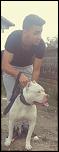 Vand catei pitbull deosebiti !-wtf3-jpg