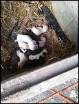 Vand catei pitbull deosebiti !-wtf1-jpg