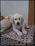 vand pui golden retriever-image-773c7496f6dca8ed85d45890f02525dbf927488cda31a695e8714e78874f5eaa-v-jpg