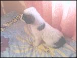 Cateluse ciobanesc mioritic-img0178a-jpg