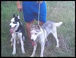 husky siberian-10461390_847232578629235_5002399999611715527_n-jpg