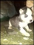 husky siberian-img_20141122_203703-jpg