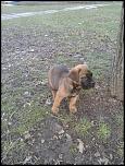 catel cane corso ieftin-fotografie0066-jpg