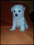 vand catel BICHON FRIZE-img_11012015_171050-jpg