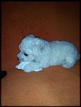 vand catel BICHON FRIZE-img_11012015_171327-jpg