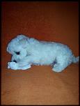 vand catel BICHON FRIZE-img_11012015_171316-jpg