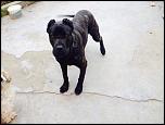 Presa Canario-10969077_704756699641878_1130553253_o-jpg