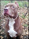 Pitbull Red Nose Pentru Imperechere-img_20141122_140328-jpg