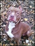 Pitbull Red Nose Pentru Imperechere-img_20141122_140255-jpg