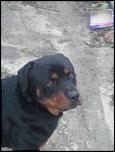 Rottweiler pentru monta-2-jpg