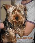 Ofer spre monta mascul yorkshire terrier-11078291_486353931503213_1523051931_n-jpg