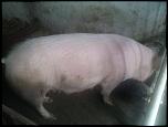 Porci de rasa-11117782_832224836850029_548161802_n-jpg
