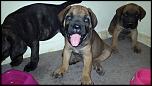 vand catei cane corso vaccinati deparazitati pret 400 ron-11780456_492278284262849_1183773390_n-jpg