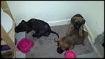 vand catei cane corso vaccinati deparazitati pret 400 ron-11798479_492278254262852_382688131_n-jpg