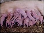 PORCI de rasa-12083955_926612324077946_2108773805_n-jpg