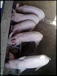 PORCI de rasa-12087484_926612364077942_966978873_n-jpg