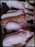 PORCI de rasa-12084156_926612377411274_494787043_n-jpg