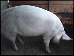 Porci.-img_20150928_181007-jpg