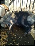 Vand porci-img_20151116_100538-jpg