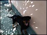 vand catea rotweiller urgent-103874331-jpg