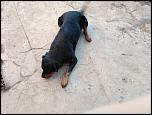 vand catea rotweiller urgent-img_20151119_091259-jpg