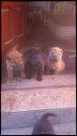 Cățeluși Shar-pei superbi!-img_20151130_142851-jpg