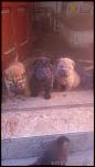 Cățeluși Shar-pei superbi!-img_20151130_142853-jpg