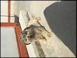 Metis canis bichon-image-jpg