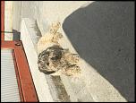 Metis canis bichon-image-jpg