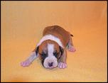 Pui American Staffordshire Terrier/ AmStaff de calitate-13466430_1052094058192638_4062635987643118290_n-jpg