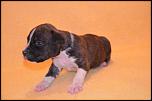 Pui American Staffordshire Terrier/ AmStaff de calitate-13501553_1052089244859786_4211766018058294586_n-jpg