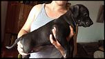 Vand pui de pitbull !-image-jpeg