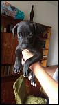 Vand pui de pitbull !-image-jpeg