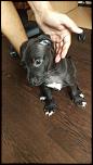 Vand pui de pitbull !-image-jpeg