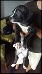 Vand pui de pitbull !-image-jpeg