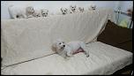 Bichon maltez-img_20161021_212436_1_burst009-jpg