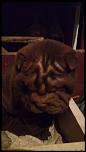 De vânzare o cutată Shar-pei!-received_386812421663934-jpeg