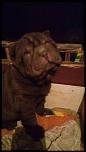 De vânzare o cutată Shar-pei!-received_386812428330600-jpeg