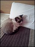 Donez pisica (motan)-whatsapp-image-2017-12-29-11-40-06-jpeg