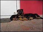 Vând pui ciobănesc german-whatsapp-image-2018-02-24-20-20-34-jpeg