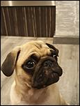 VAND PUI PUG [MOPS]-img-20180619-wa0001-jpg