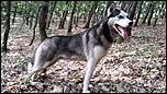 Vand catei husky-13419186_860670187372395_1607235611921844476_n-jpg