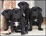 vand catei cane corso-pui-cane-corso-detin-ambii-parinti-37538-mcbal-jpg