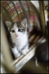 Adoptie pui de pisica-capture8-png