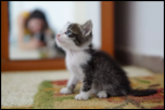 Adoptie pui de pisica-capture7-png