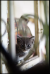 Adoptie pui de pisica-capture4-png