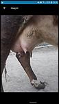 Vand vaca cu vitea-screenshot_20190418-232840_olxro-jpg